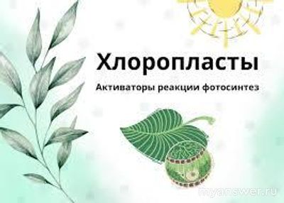 Кто находится ниже всех в экологической пирамиде?