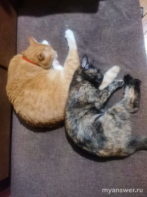 Почему тяжело пристроить кошку, котенка?