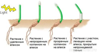 Природу какого явления хотел установить Ч. Дарвин посредством опытов (см)?