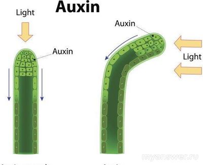 Природу какого явления хотел установить Ч. Дарвин посредством опытов (см)?