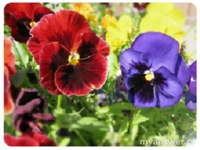 Какое из следующих слов произносится по-разному в зависимости от значения?