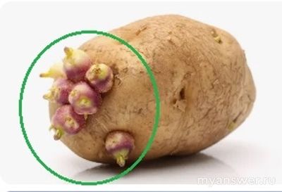 Какое из следующих слов произносится по-разному в зависимости от значения?