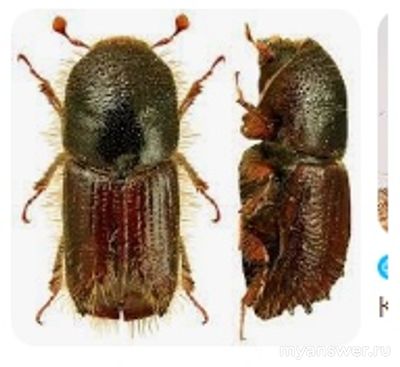 Какое название носит один из жуков-короедов: иллюстратор, типограф?