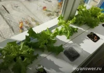 Можно ли и как вырастить зелень на подоконнике квартиры зимой?