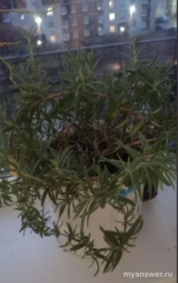 Можно ли и как вырастить зелень на подоконнике квартиры зимой?