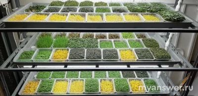 Можно ли и как вырастить зелень на подоконнике квартиры зимой?