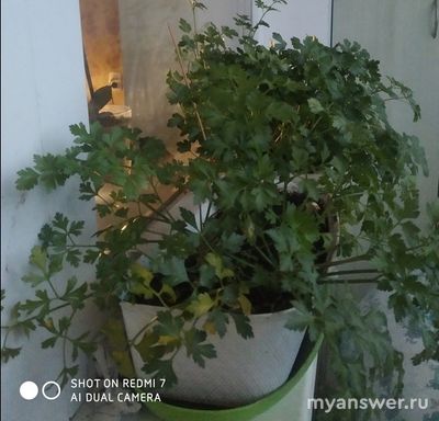 Можно ли и как вырастить зелень на подоконнике квартиры зимой?