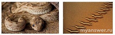 Для чего змея эфа передвигается откидывая голову и подтягивая тело?