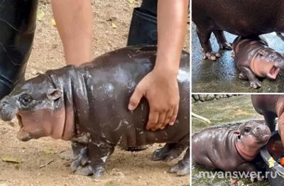 Мем Карликовый бегемотик Му Денг, что значит, откуда пошел?