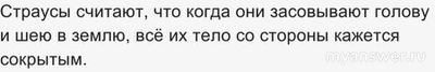 Какой породы страус прячет свою голову в песок?