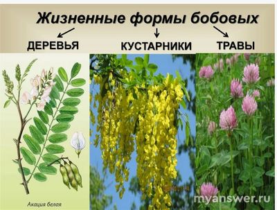 Как сделать презентацию на тему: кустарники и деревья семейства бобовые?