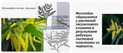 Как сделать презентацию на тему: кустарники и деревья семейства бобовые?