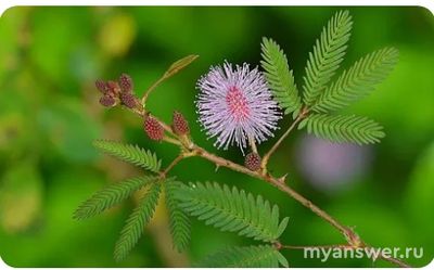 Как сделать презентацию на тему: кустарники и деревья семейства бобовые?