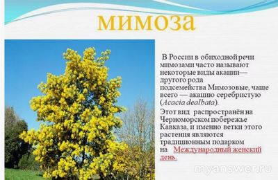 Как сделать презентацию на тему: кустарники и деревья семейства бобовые?