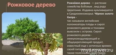 Как сделать презентацию на тему: кустарники и деревья семейства бобовые?