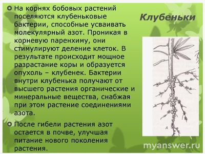 Как сделать презентацию на тему: кустарники и деревья семейства бобовые?