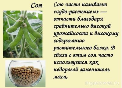 Как сделать презентацию на тему: кустарники и деревья семейства бобовые?