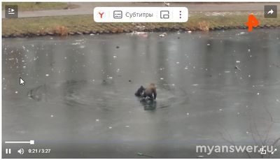 Что случилось на Кошачьем пруду в Москве 3 декабря 2024 года?