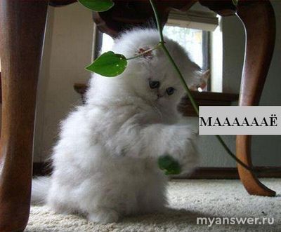 По какому принципу авторы Большого Вопроса выбирают свои аватарки?