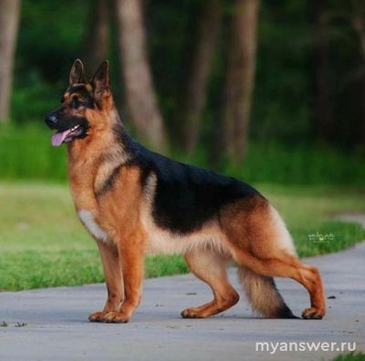 Немецкая овчарка и вельш корги пемброк - это разные породы собак или нет?