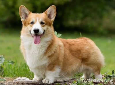 Немецкая овчарка и вельш корги пемброк - это разные породы собак или нет?