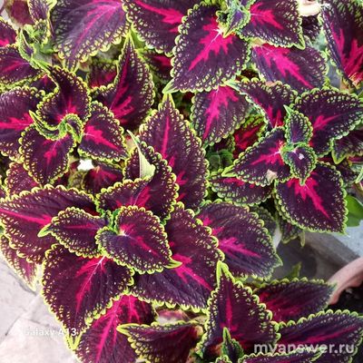 У колеуса нужно обрезать цветки, чтобы было больше листьев? Почему? Как?