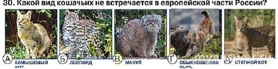 Какой вид кошачьих не встречается в европейской части России?