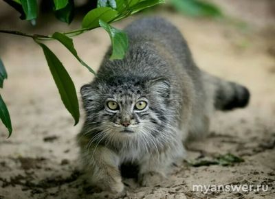 Какой вид кошачьих не встречается в европейской части России?