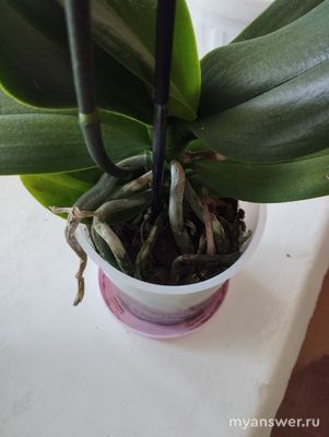 Завяла орхидея, как спасти?
