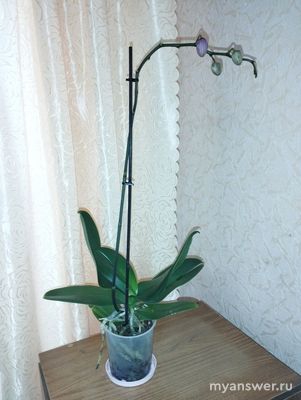 Завяла орхидея, как спасти?