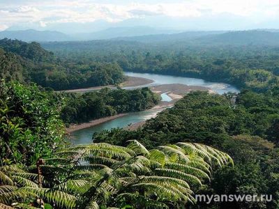 Как называется река, протекающая через бразильские тропические леса?