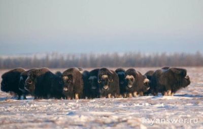 Как в СССР возродили овцебыков в Арктике?