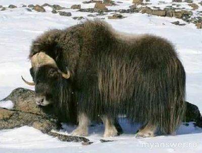 Как в СССР возродили овцебыков в Арктике?