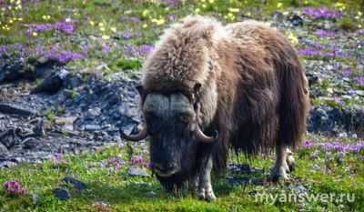Как в СССР возродили овцебыков в Арктике?