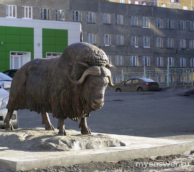 Как в СССР возродили овцебыков в Арктике?