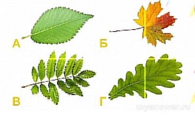 Какой лист у растения которое в стихах олицетв. мудрость и величие?