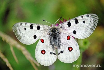 На какой картинке показан Аполлон, представитель животного мира?