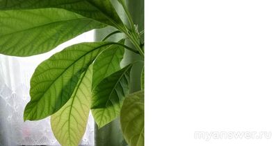 На листьях авокадо коричневый налёт с точками, что делать?