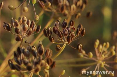 Мужчины, какая ваша самая любимая специя и почему?