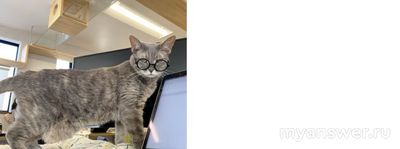 Почему научный мир не признаёт, что коты понимают речь хозяев?