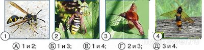 ЧИП 2024. Перепончатокрылые изображены на фотографиях под буквами какими?