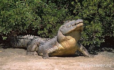 Почему гребенистый крокодил занесен в Международную Красную книгу?