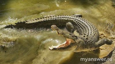 Почему гребенистый крокодил занесен в Международную Красную книгу?