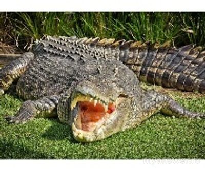 Почему гребенистый крокодил занесен в Международную Красную книгу?