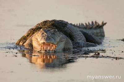 Почему гребенистый крокодил занесен в Международную Красную книгу?
