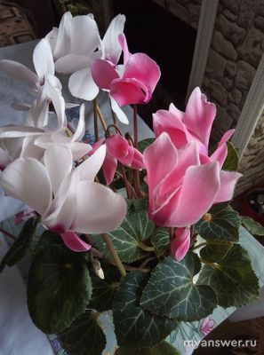 Какие комнатные растения вы выращиваете? Почему выбрали менно их?