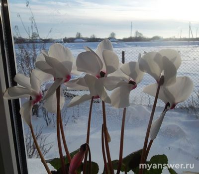 Какие комнатные растения вы выращиваете? Почему выбрали менно их?