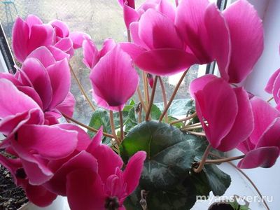 Какие комнатные растения вы выращиваете? Почему выбрали менно их?