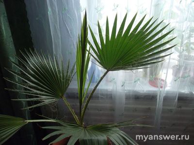 Какие комнатные растения вы выращиваете? Почему выбрали менно их?