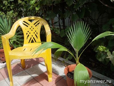 Какие комнатные растения вы выращиваете? Почему выбрали менно их?